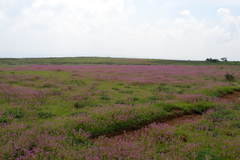 Impatiens lawii
